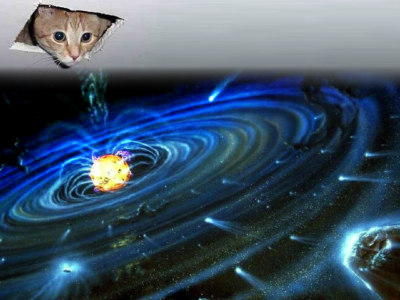 Ceiling Lolcat